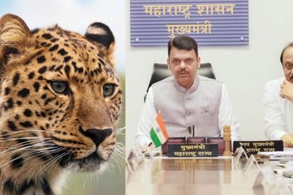 Maharashtra Leopard Attacks School Timings Changed Rescue Centres Update