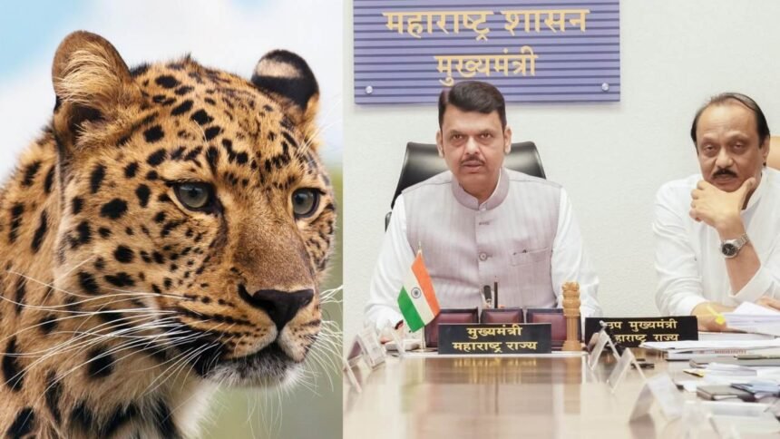 Maharashtra Leopard Attacks School Timings Changed Rescue Centres Update
